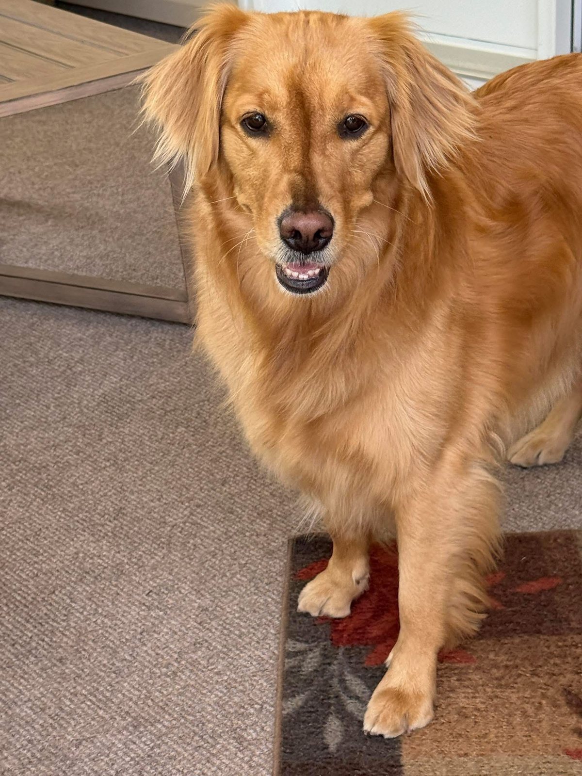 Golden dog smiling at home