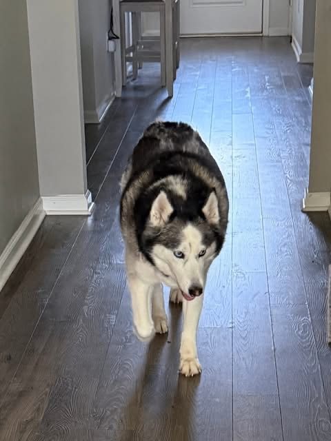 Husky walking through the house