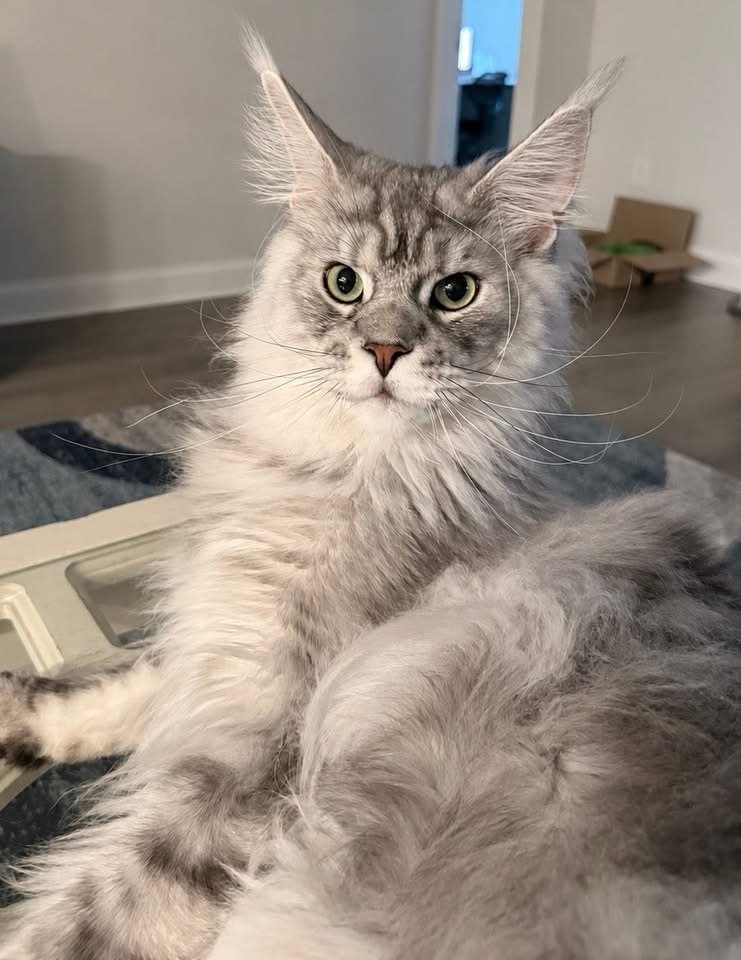 Silver Maine Coon cat relaxing at home